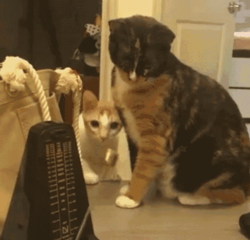 Cat Play GIF , Cat Play Metronome , Discover \u0026 Share GIFs